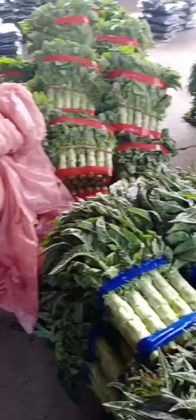 精品莴苣大量上市