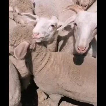 肉羊