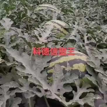 陕西西瓜