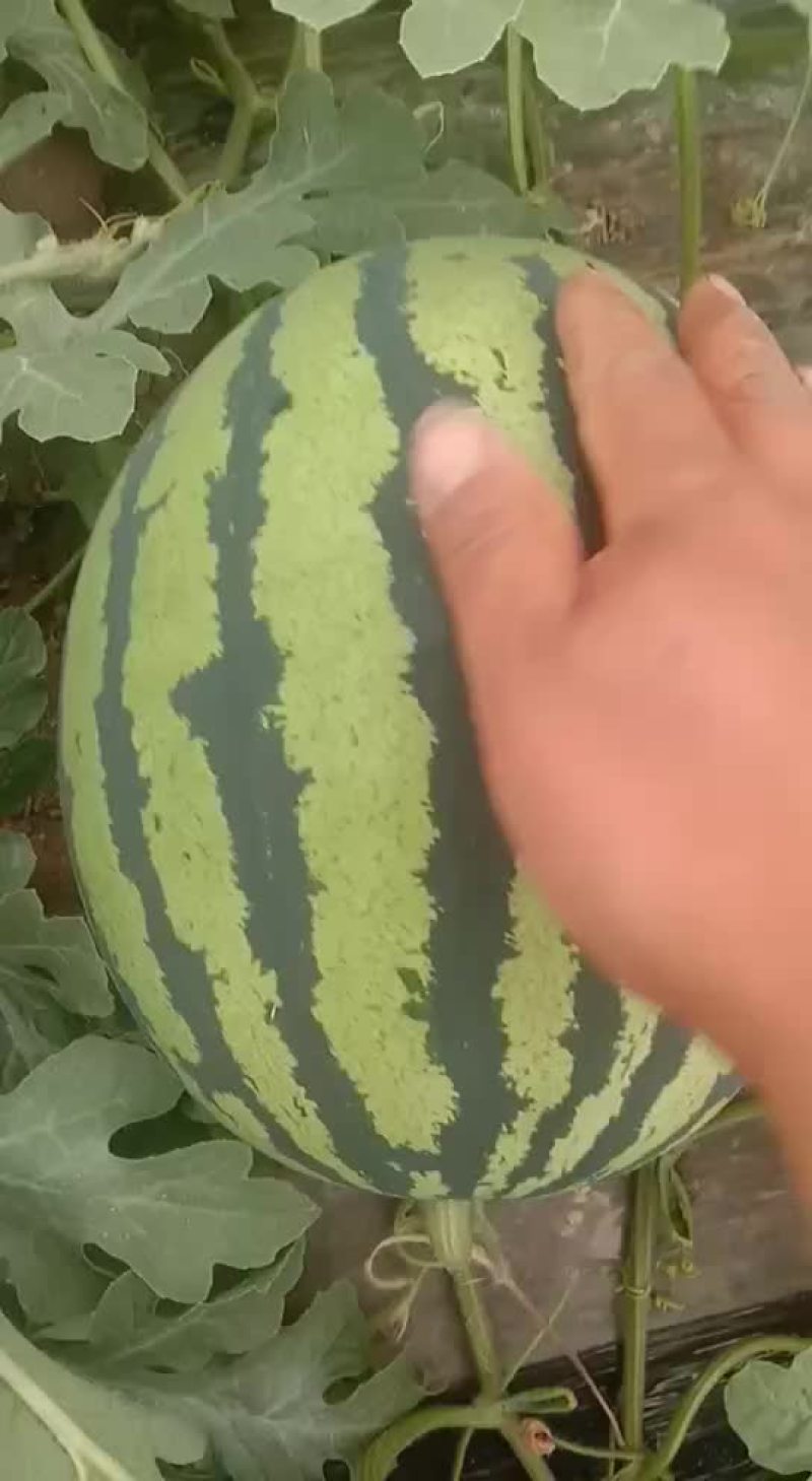 陕西西瓜