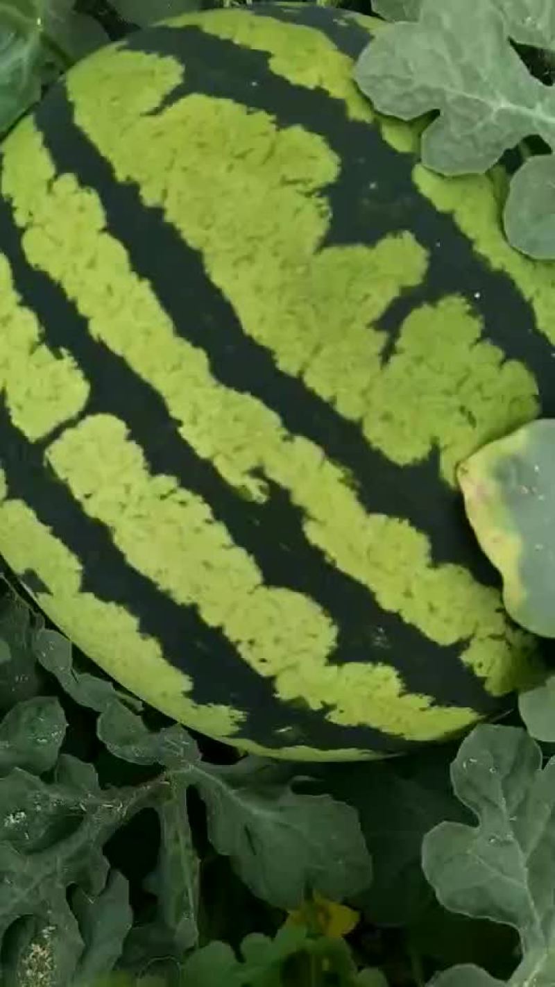 陕西西瓜
