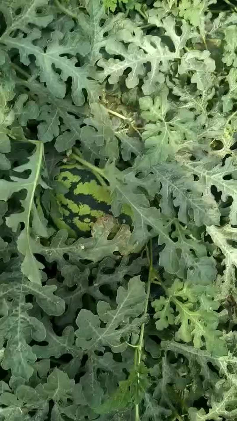 陕西西瓜