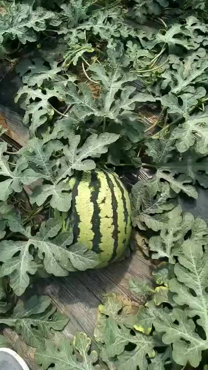 陕西西瓜