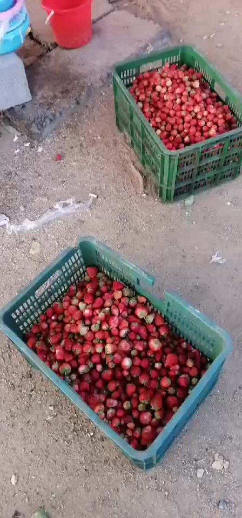 红颜草莓加工果