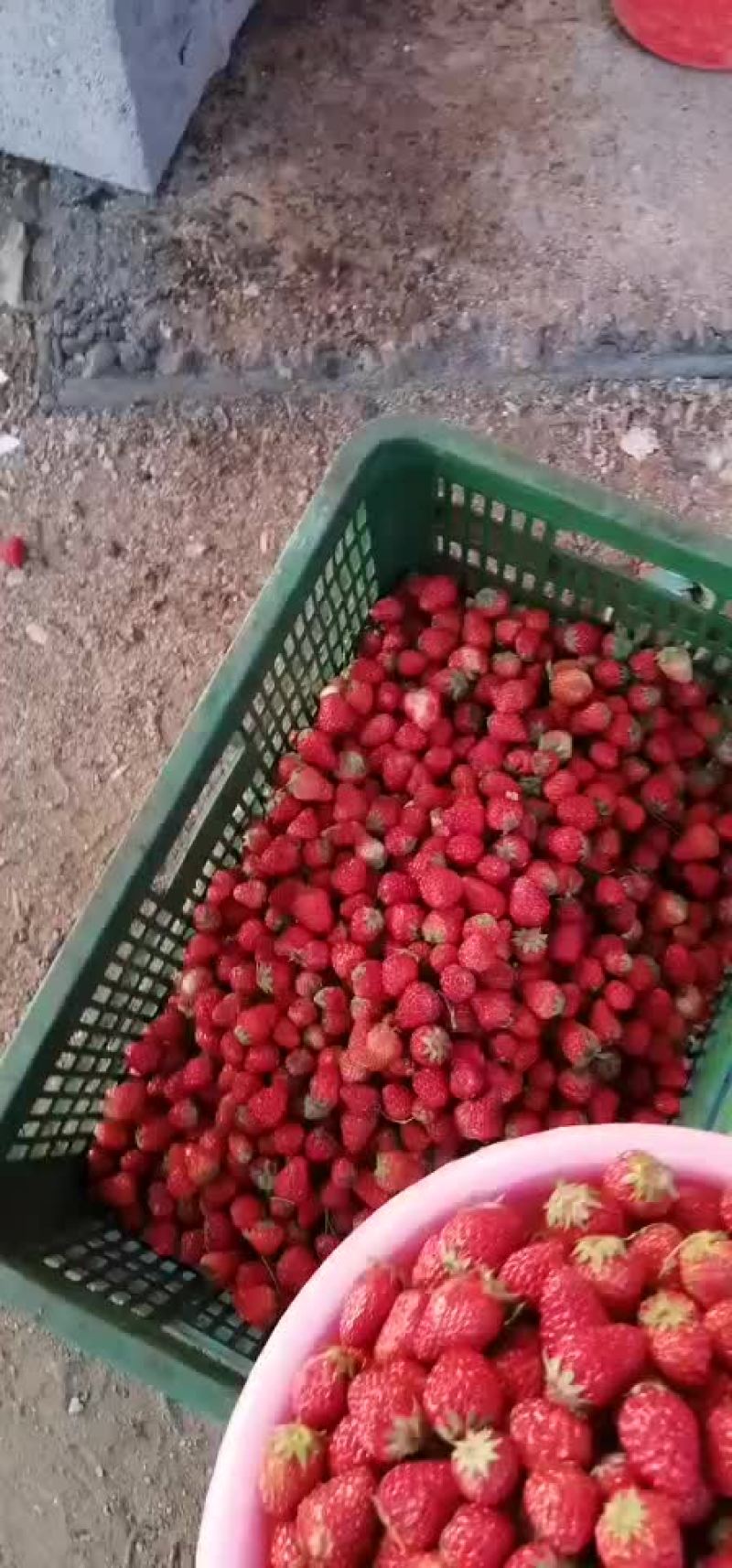 红颜草莓加工果