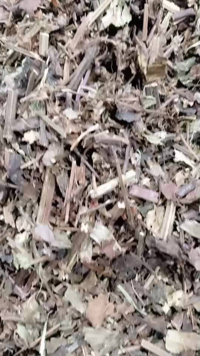 石见穿中药材石见穿紫参石打穿月下红石见川石大川新货正