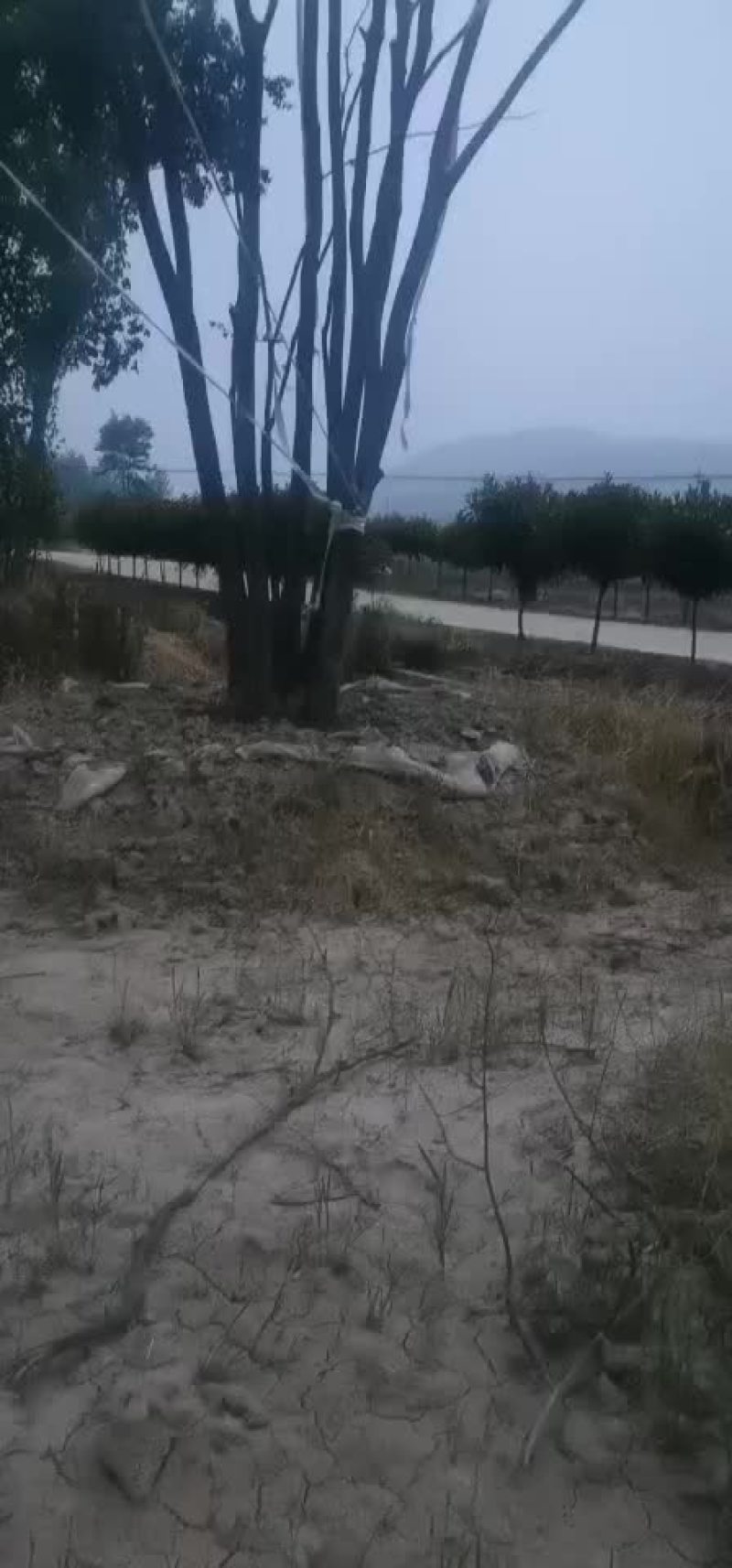 朴树大量朴树，规格齐全