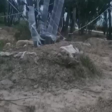 朴树大量朴树，规格齐全