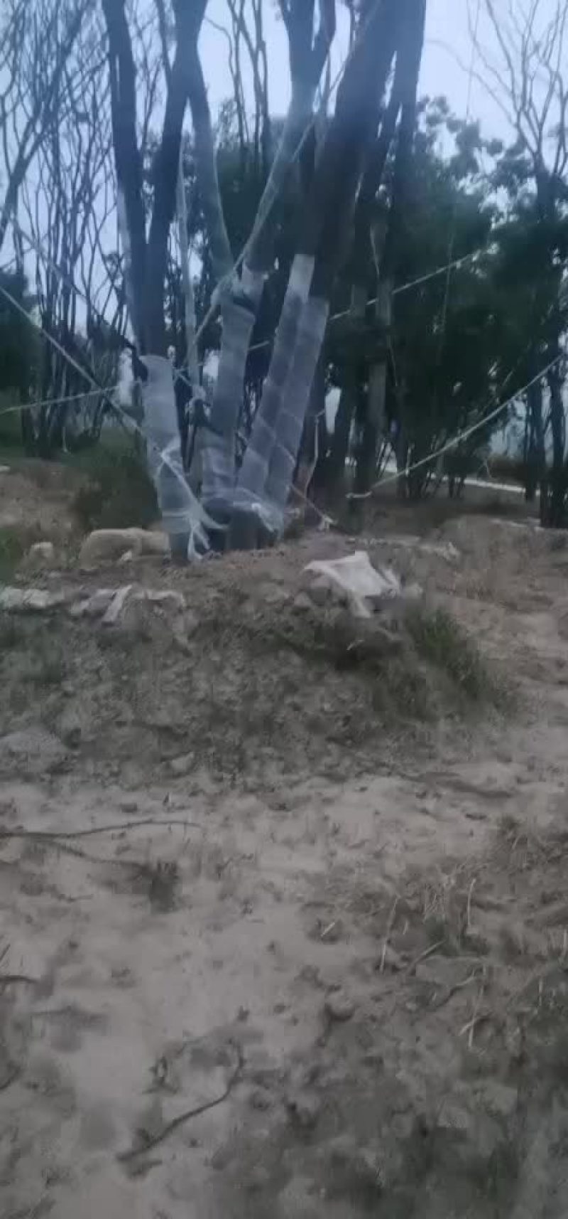 朴树大量朴树，规格齐全