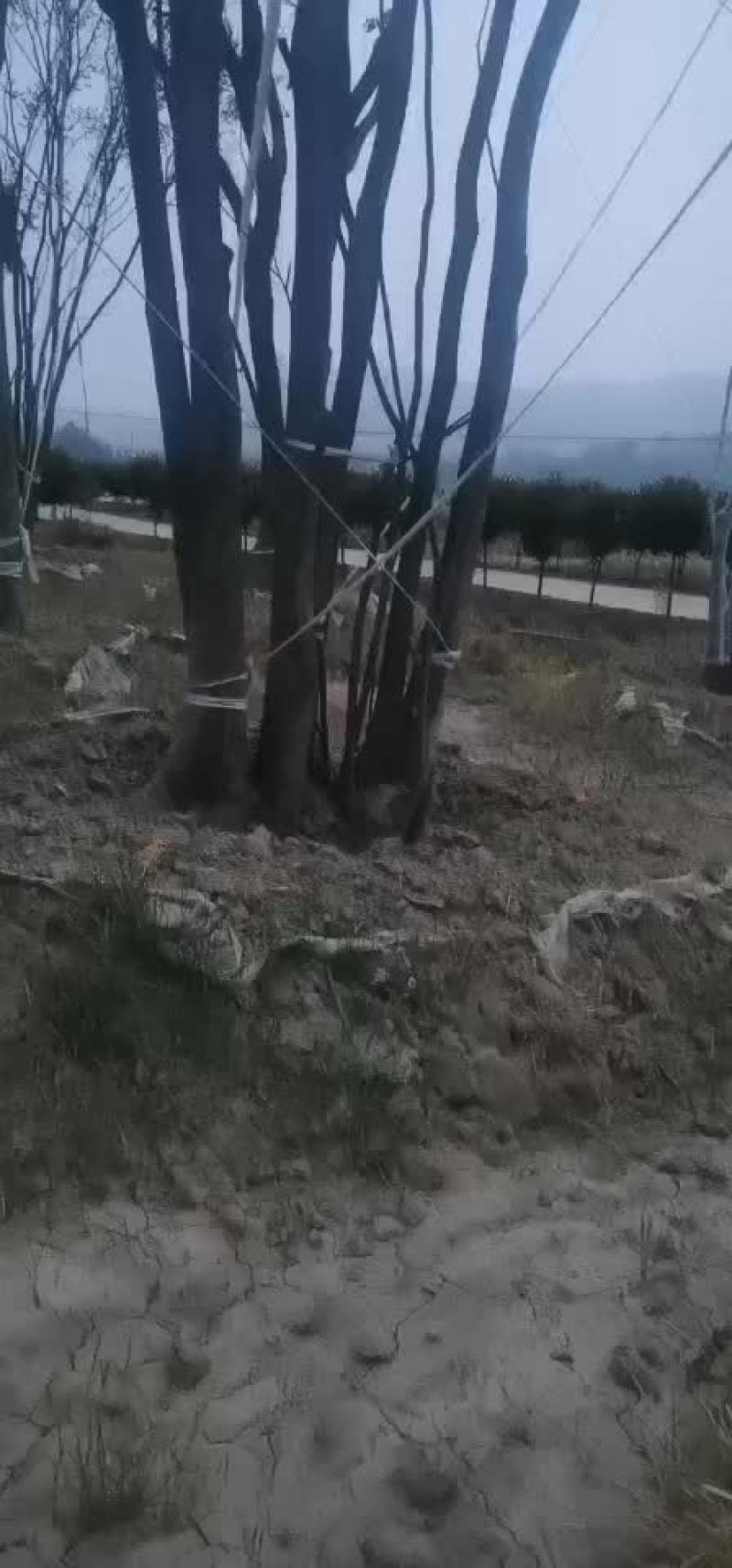 朴树大量朴树，规格齐全