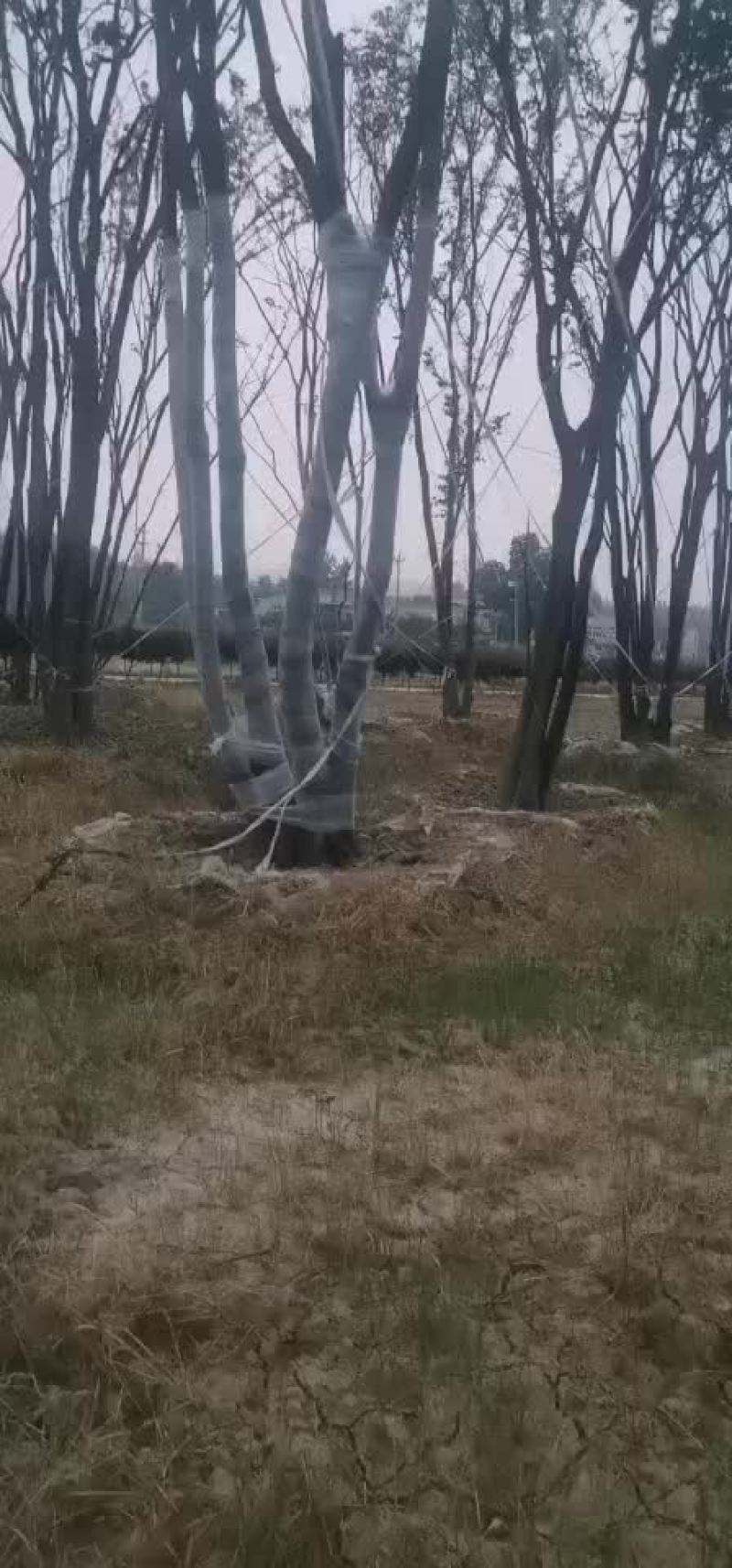 朴树大量朴树，规格齐全