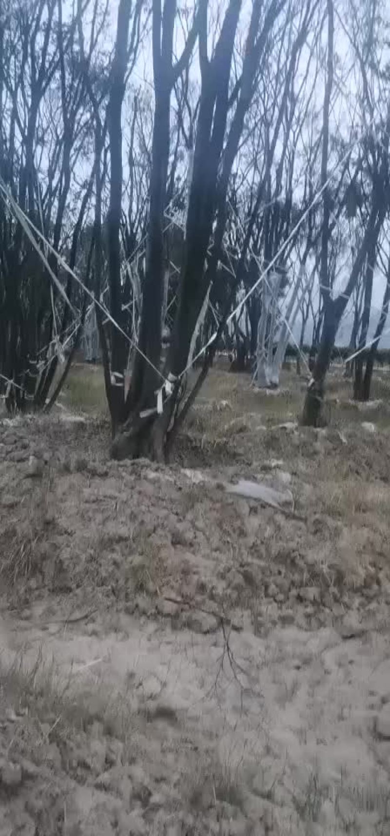 朴树大量朴树，规格齐全