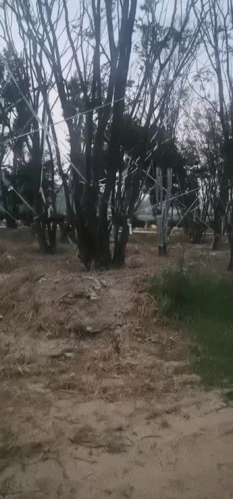 朴树大量朴树，规格齐全