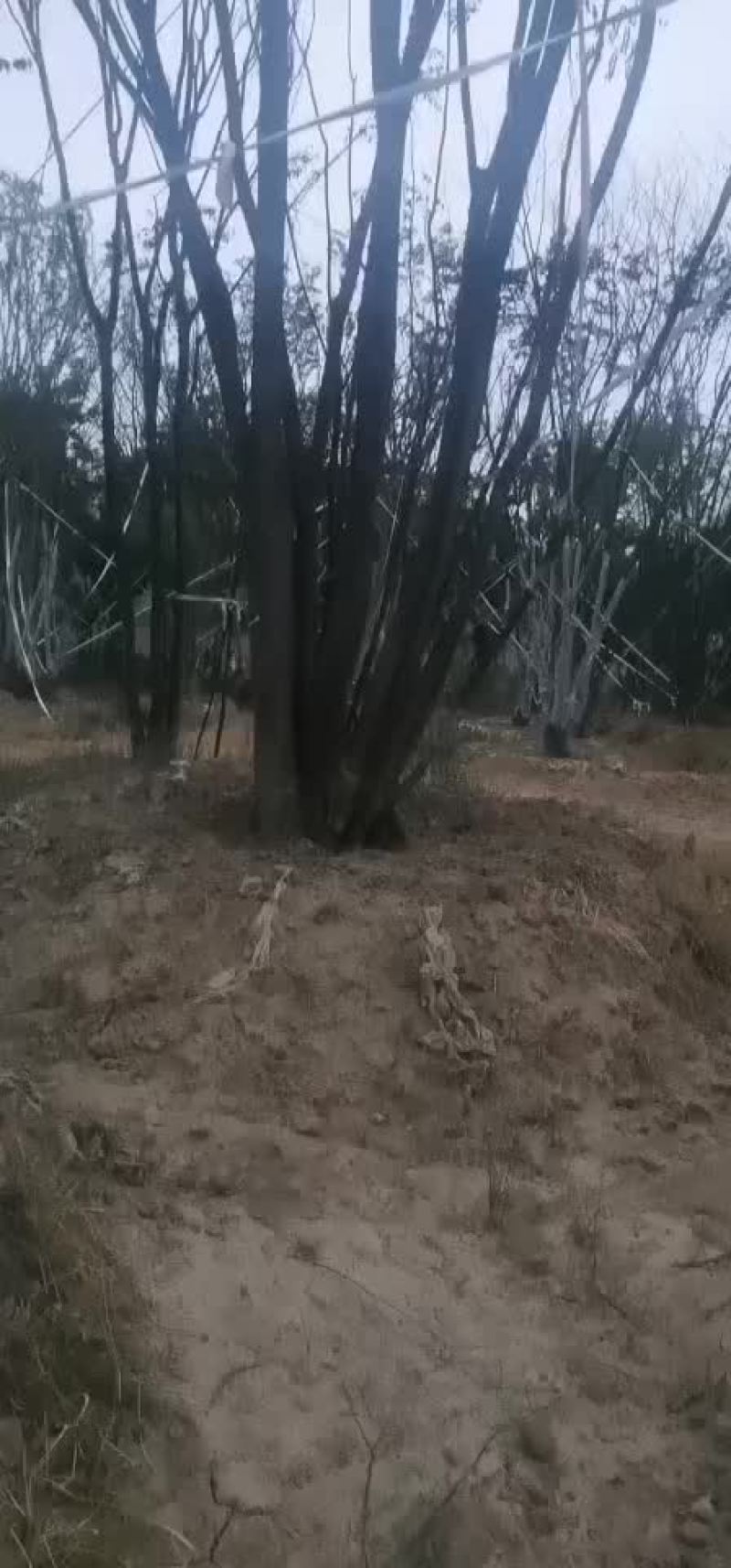 朴树大量朴树，规格齐全