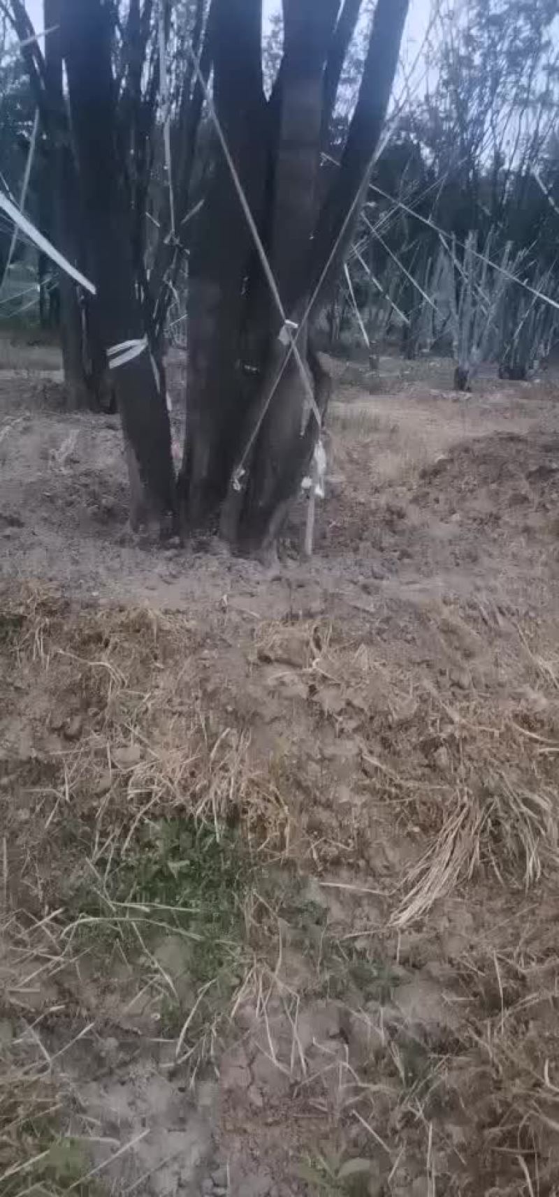 朴树大量朴树，规格齐全