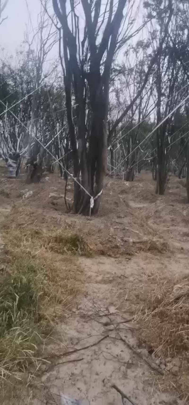 朴树大量朴树，规格齐全