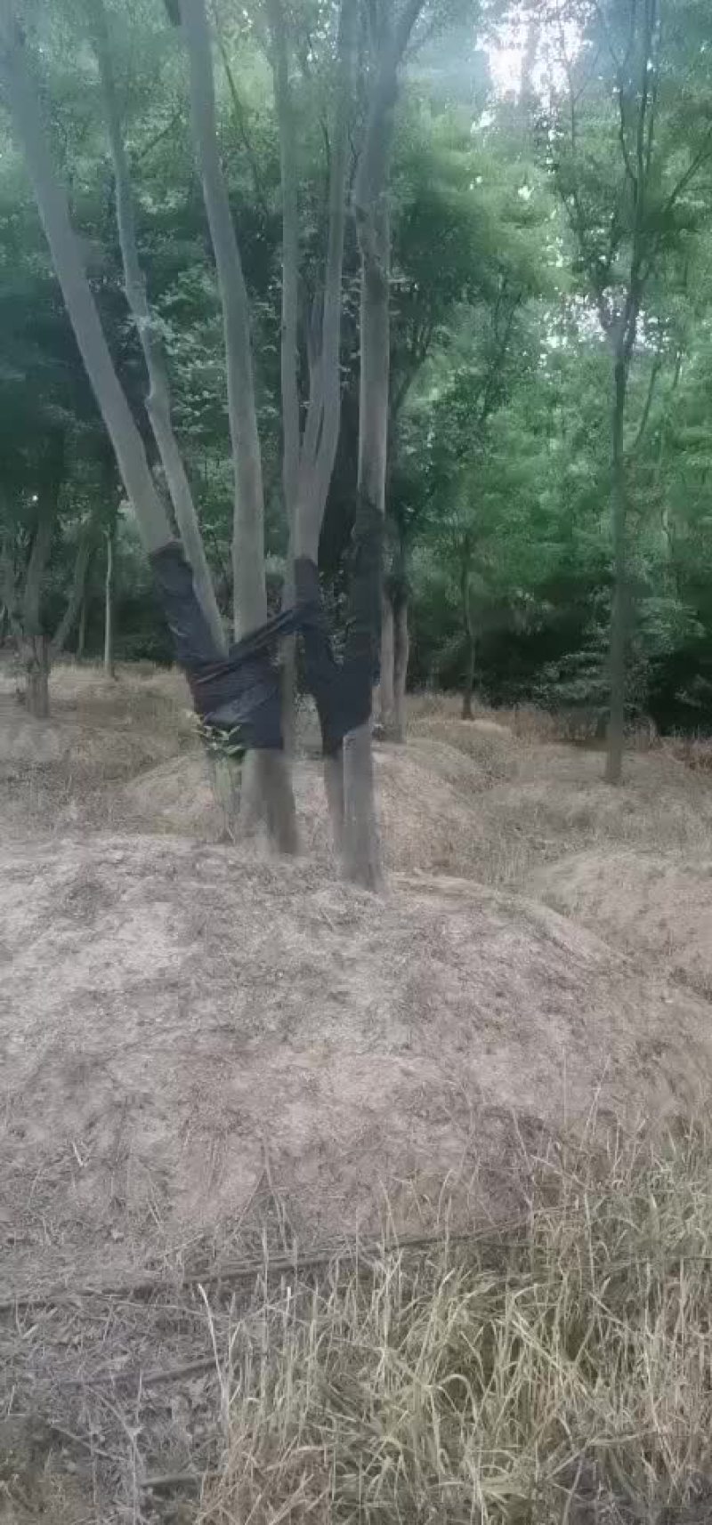 朴树大量朴树，规格齐全