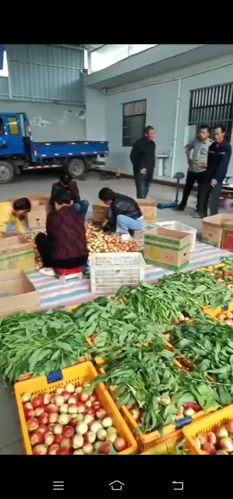 大棚油桃