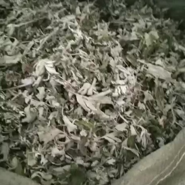 来自800里伏牛山精品野生艾叶