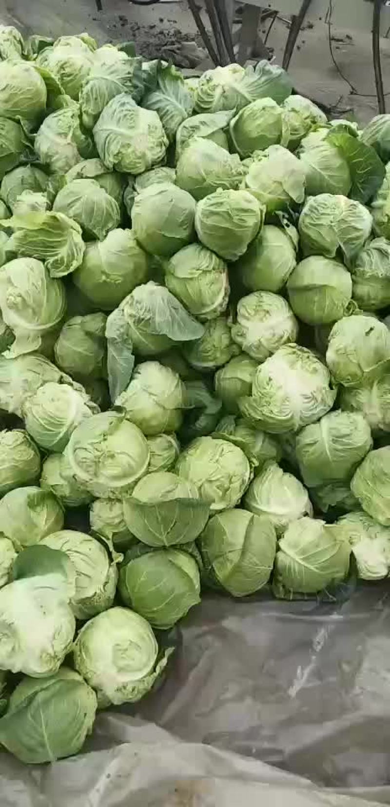 中干29。圆形包菜。