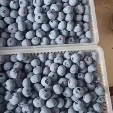 新鲜蓝莓！品种多！价格优惠！个头大！欢迎大家订购！