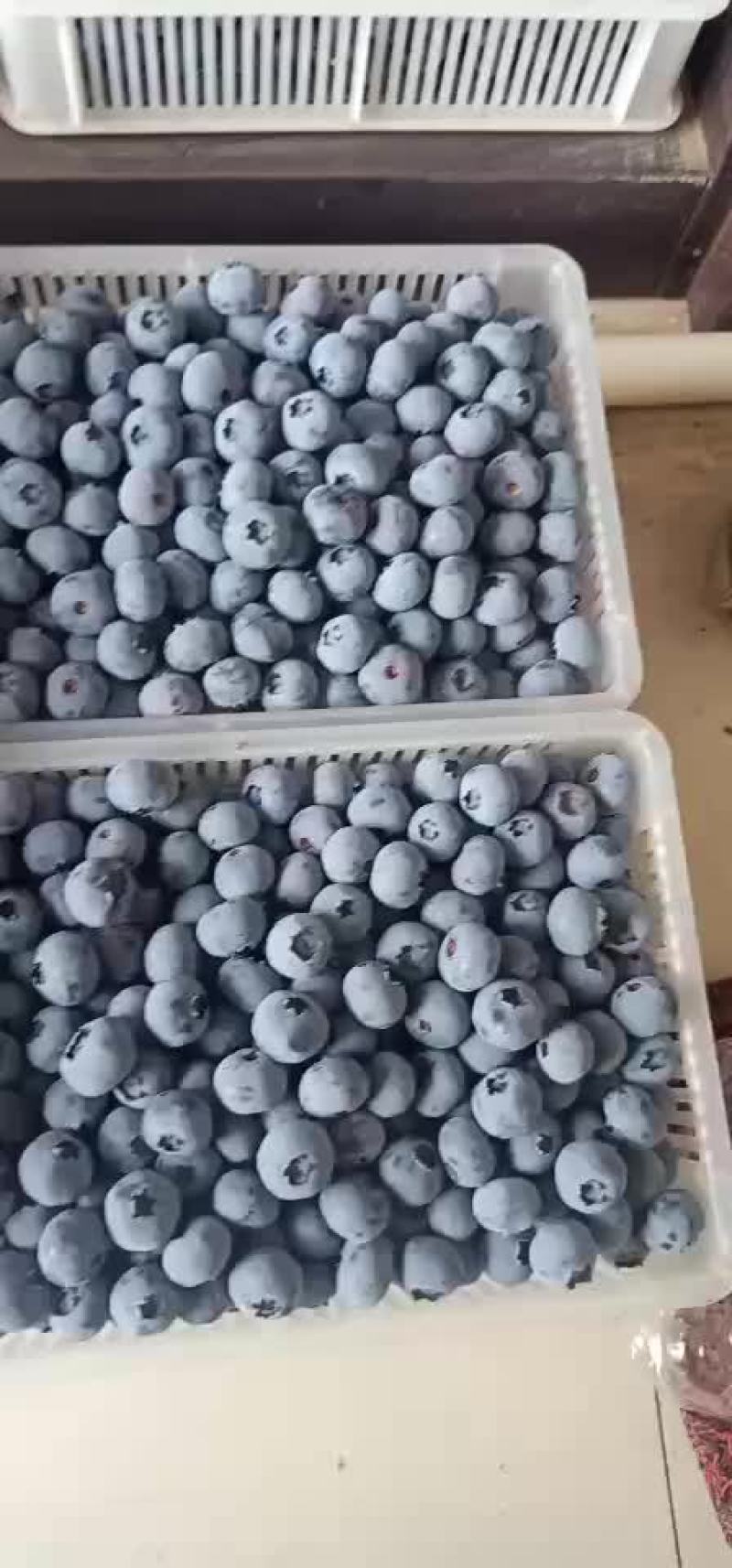 新鲜蓝莓！品种多！价格优惠！个头大！欢迎大家订购！