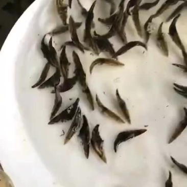 大量桂鱼苗出售5公分左右