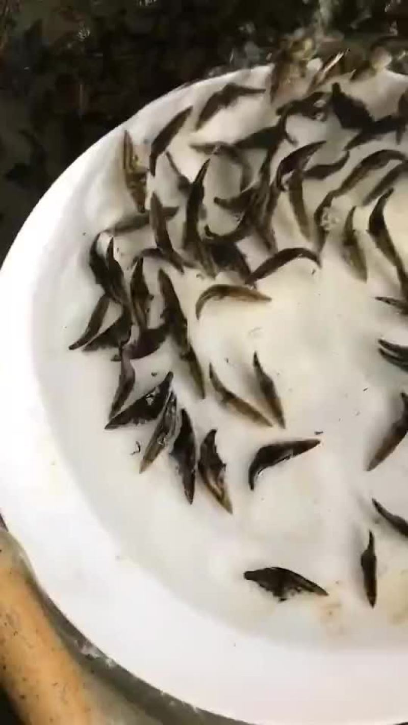 大量桂鱼苗出售5公分左右