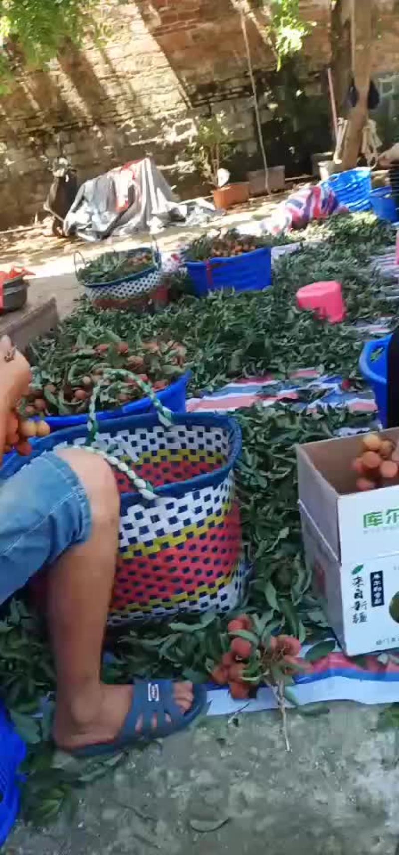 中果