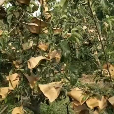 华硕苹果