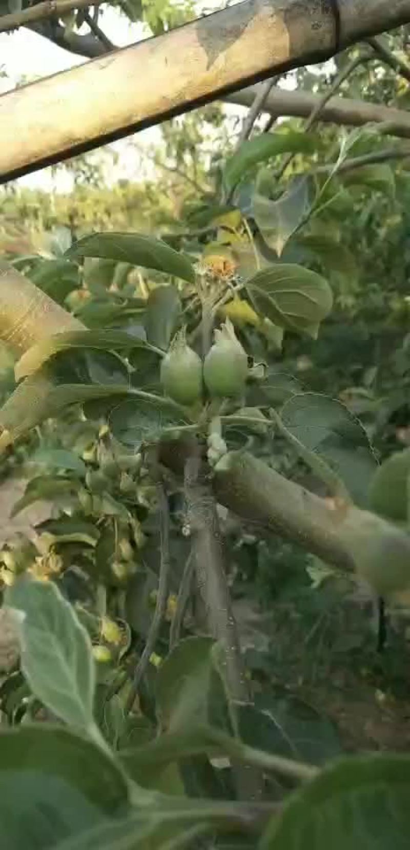 华硕苹果