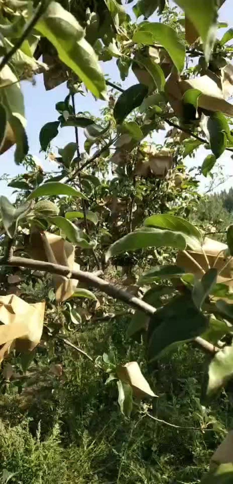 华硕苹果