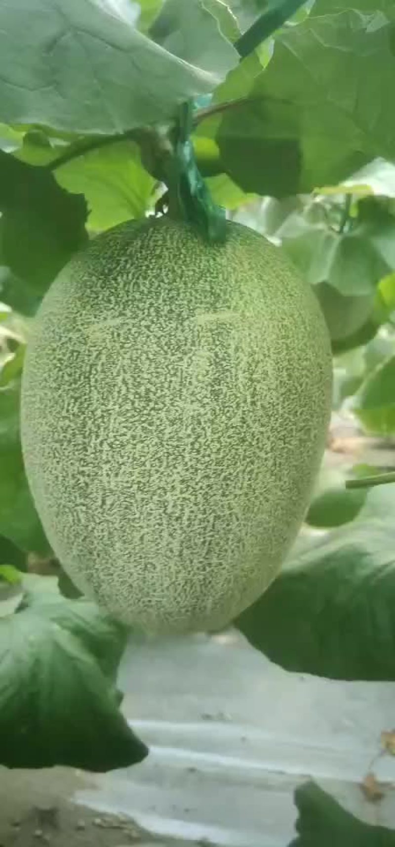 北海哈密瓜