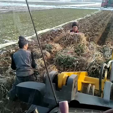 大葱