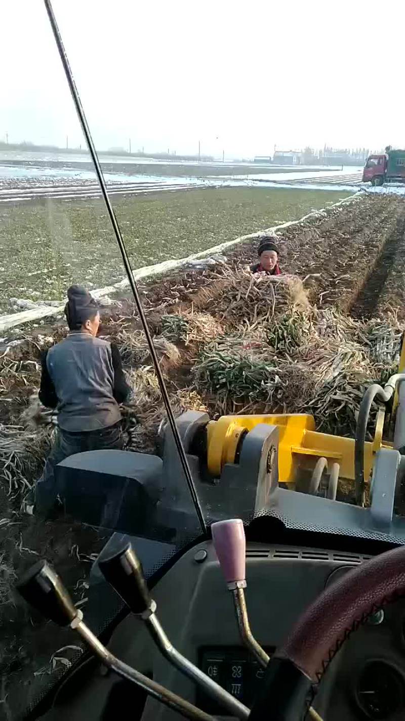 大葱