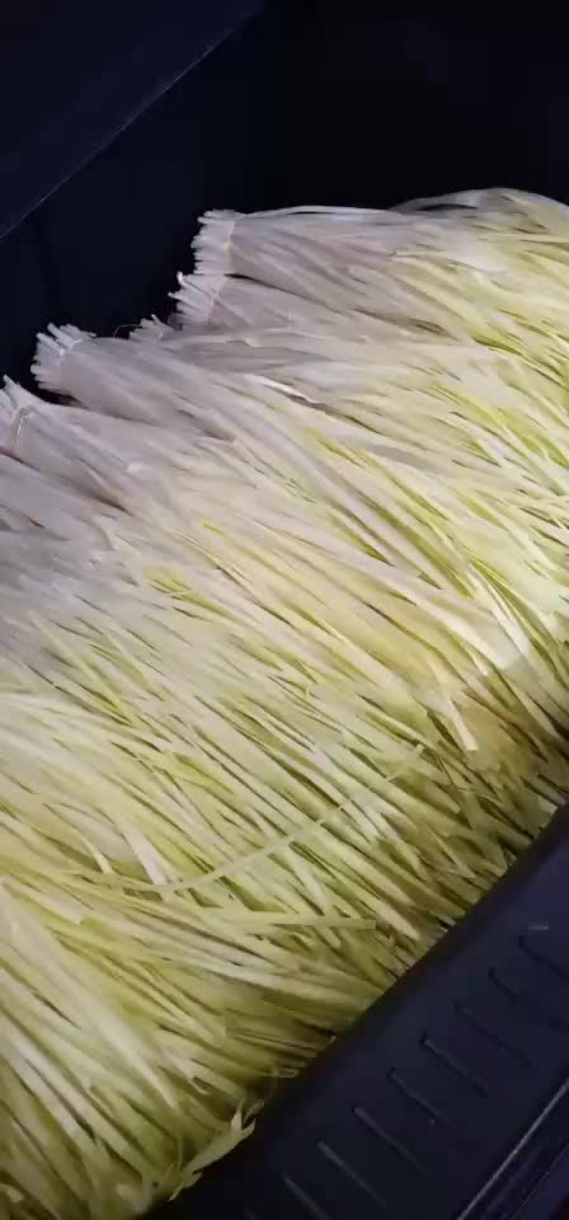 精品韭黄