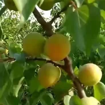 杏