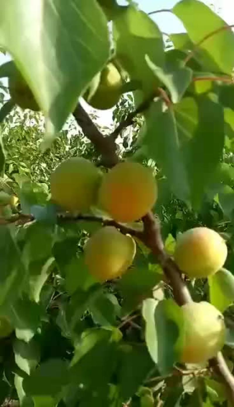 杏