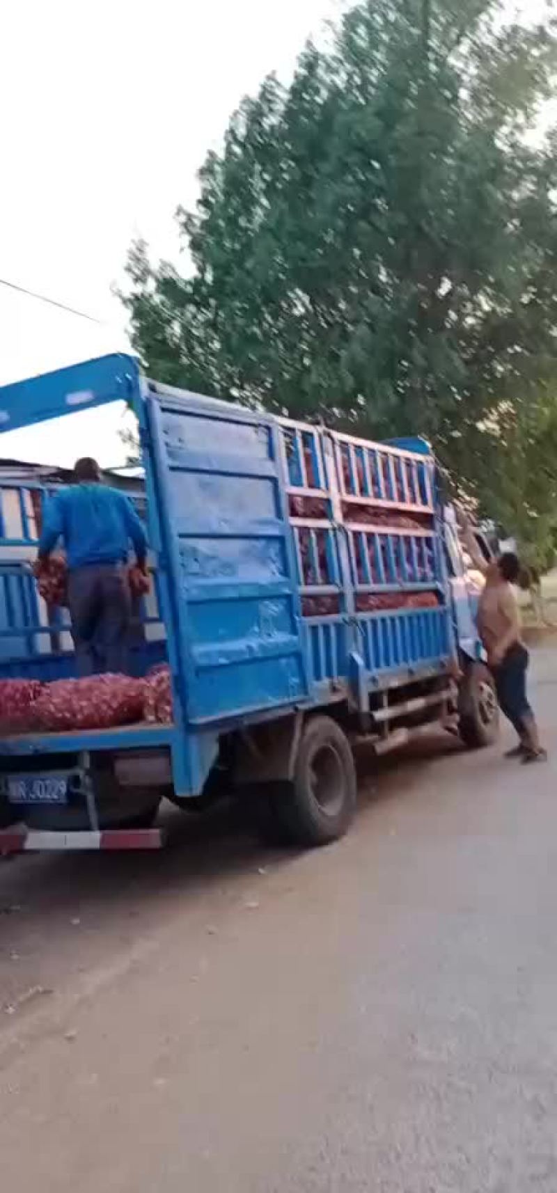 葱蒜类