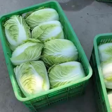白菜