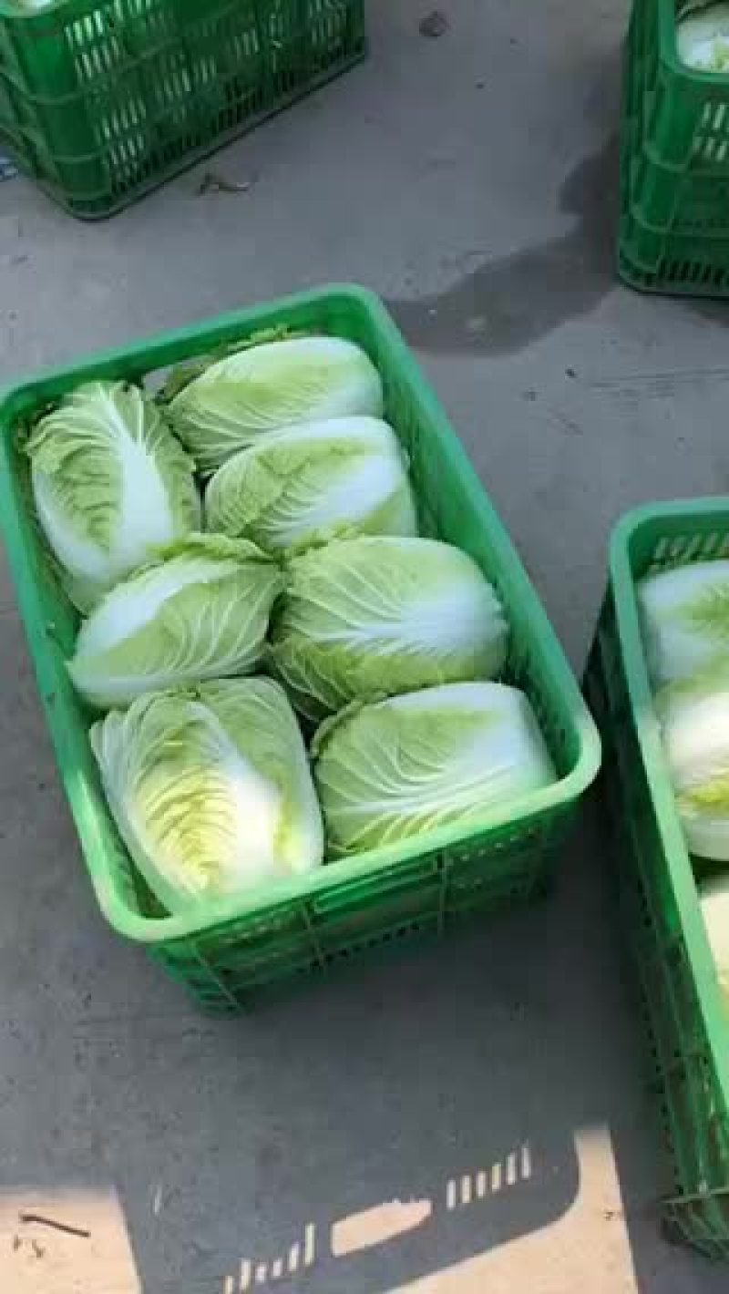 白菜