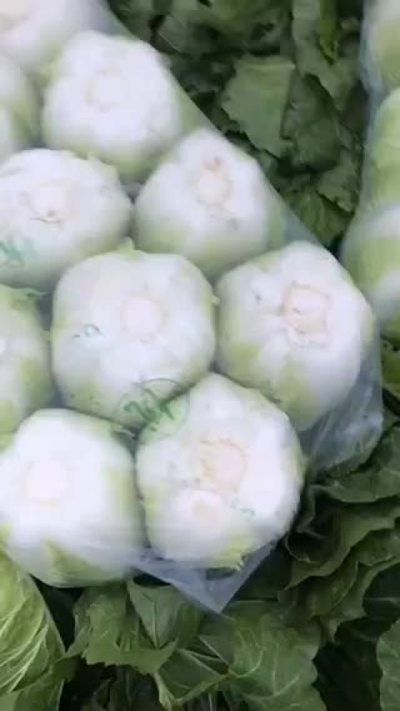 白菜