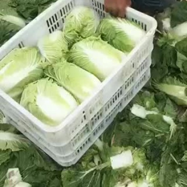 正中黄心矮棵大白菜出售