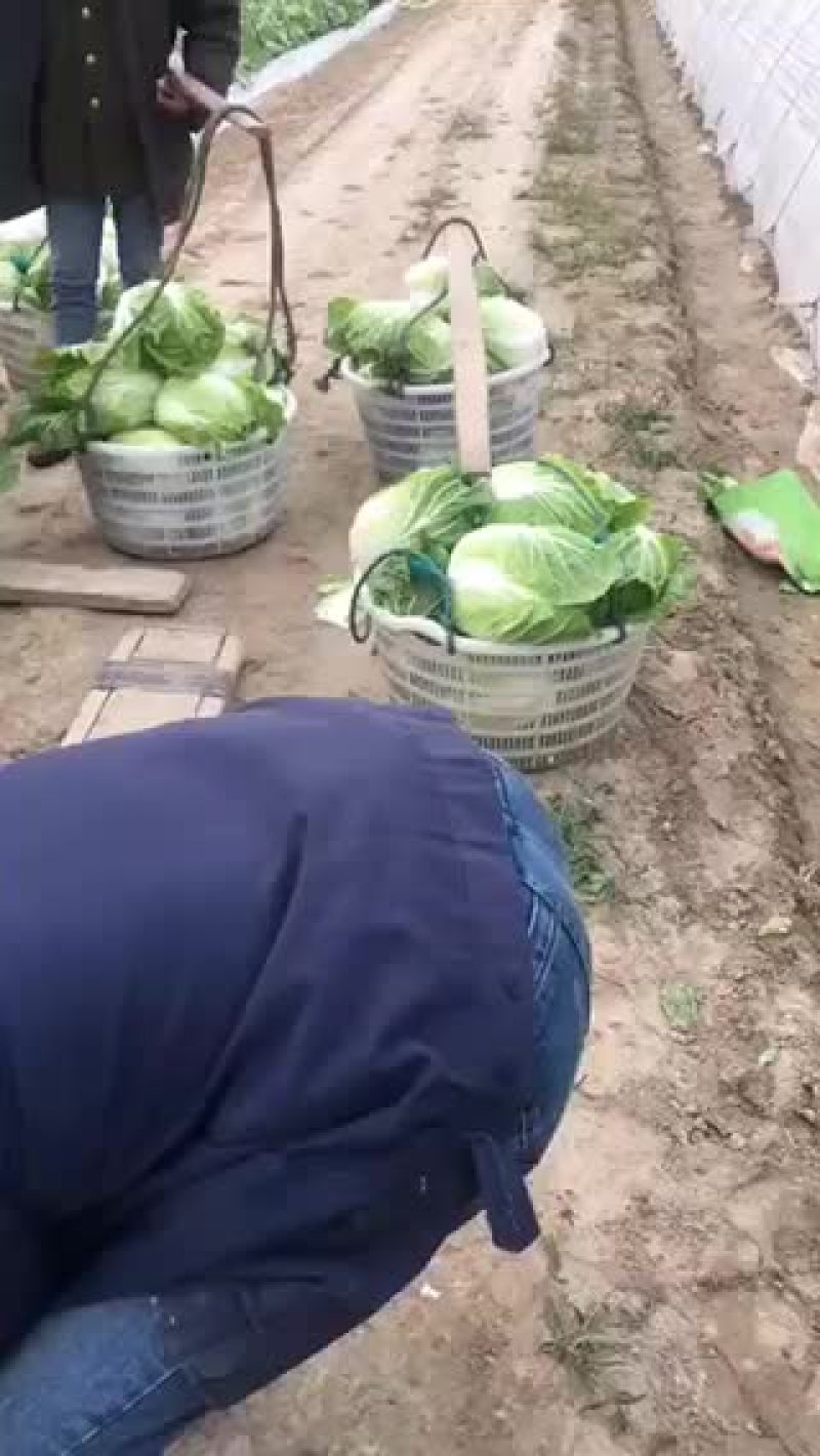 正中黄心矮棵大白菜出售