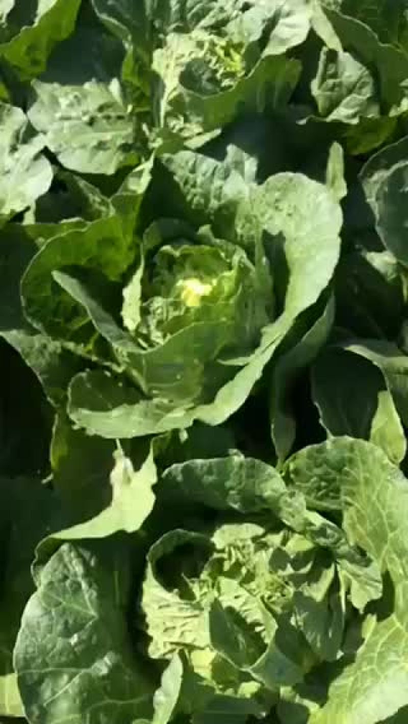 白菜