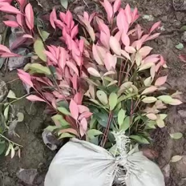 红叶石楠杯苗