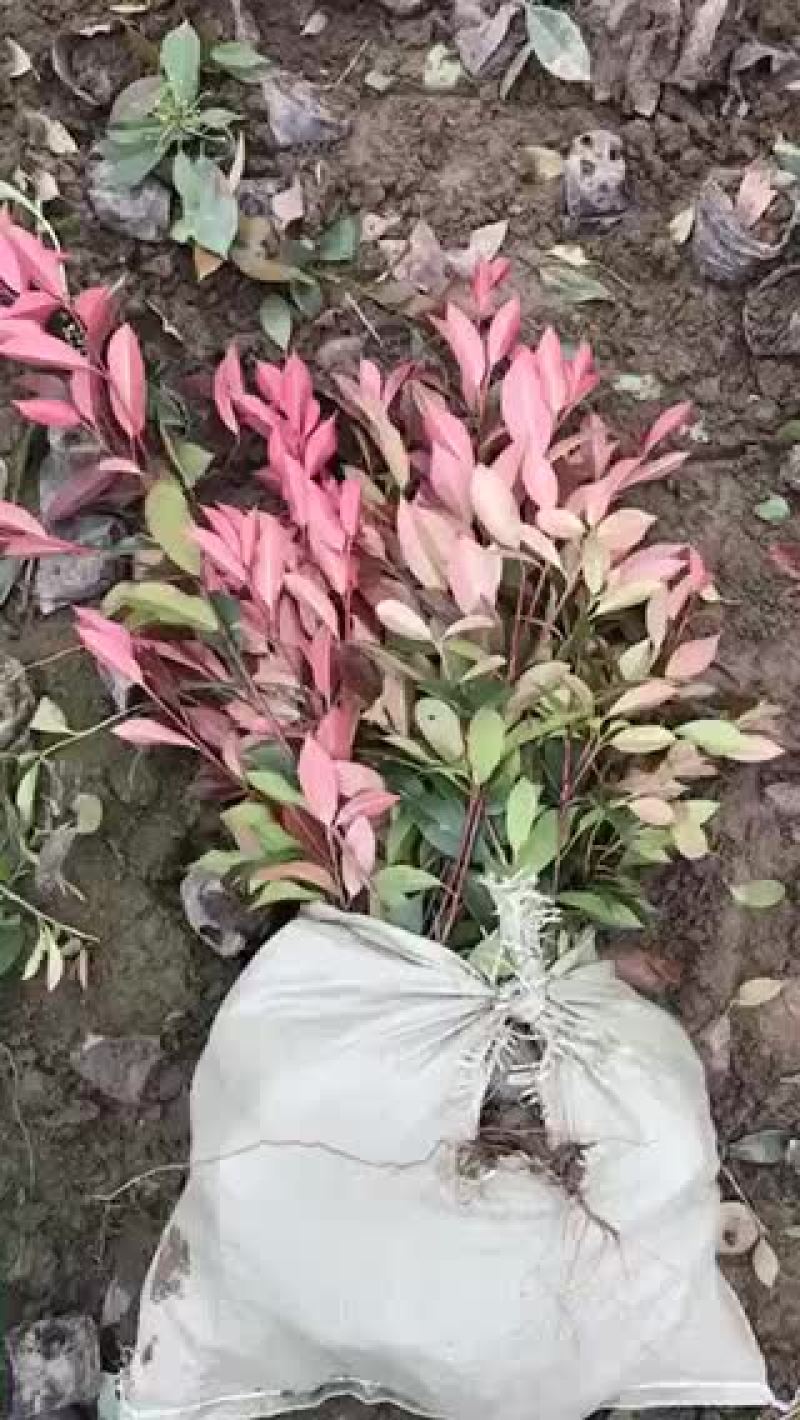 红叶石楠杯苗