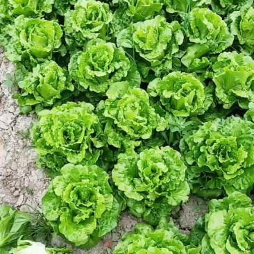 生菜，鸡毛菜