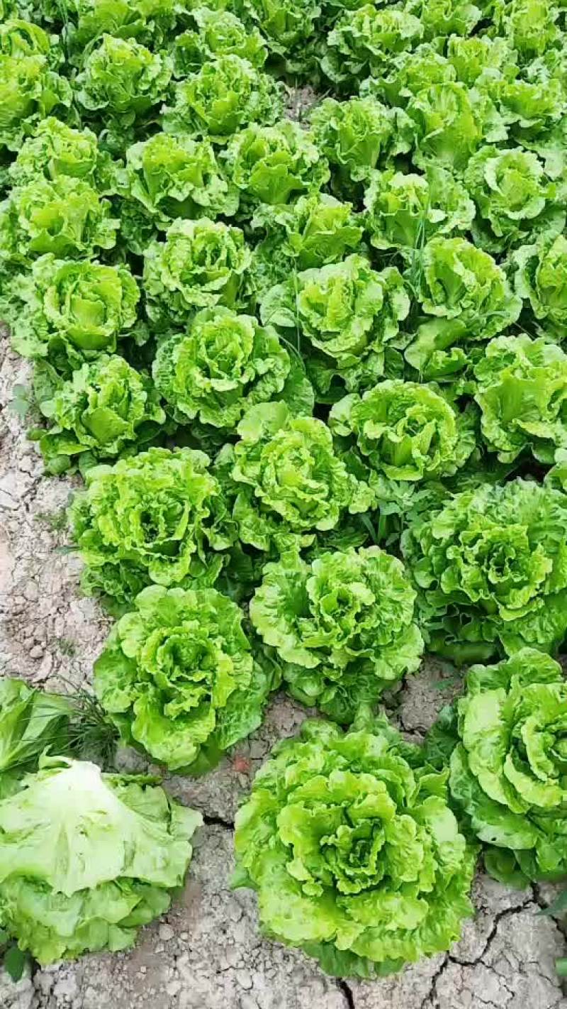 生菜，鸡毛菜