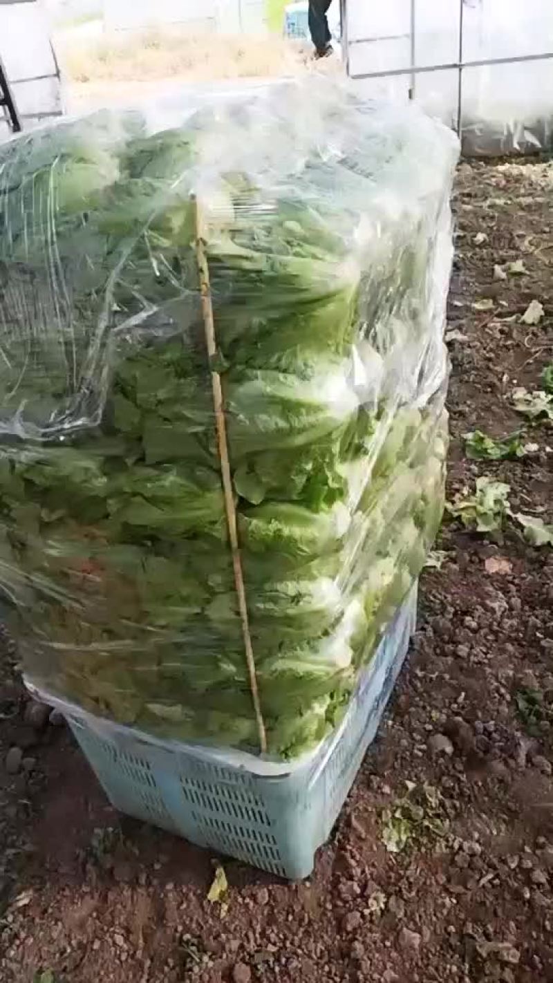 生菜，鸡毛菜